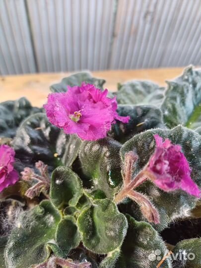 Фиалки сортовые в горшках