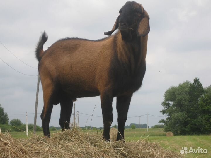 Нубийские козлята