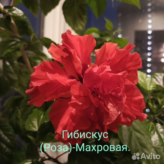 Гибискус(китайская роза) - Черенки