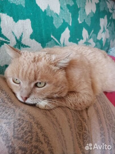 В добрые руки