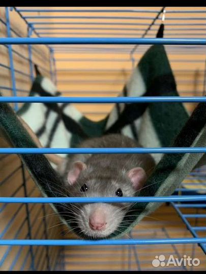 Гамак для грызунов