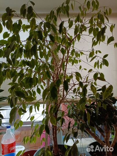 Фикус бенджамина большой