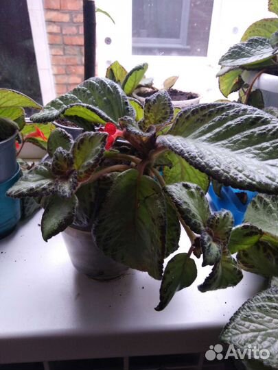 Комнатный цветок 