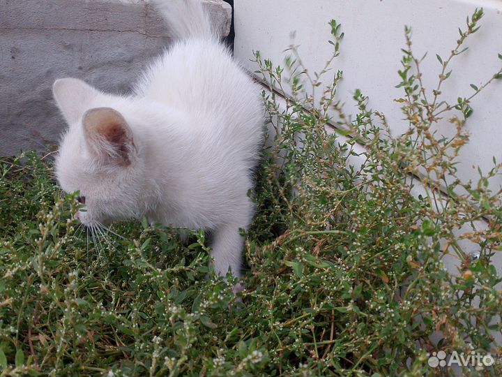 Котёнок белый брошенный без блох