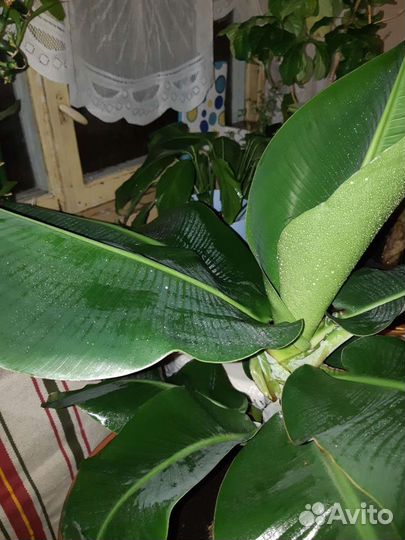 Банановая пальма