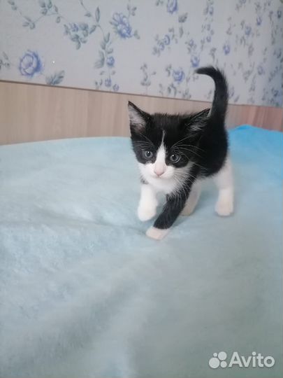 В добрые ручки