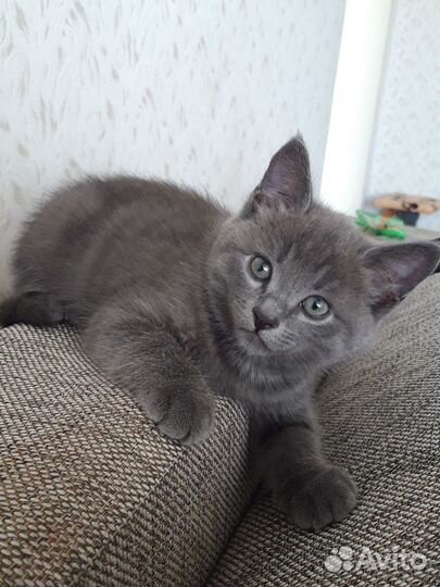 Отдам котенка (кот) в добрые руки