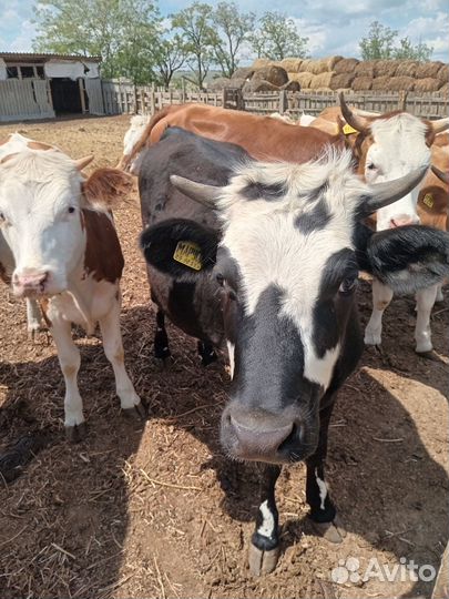Продаю крс на племя