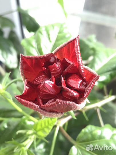 Роза / Гибискус / Цветы / Домашние цветы