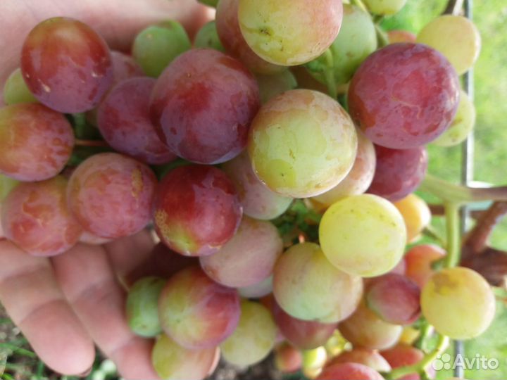 Продам черенки винограда