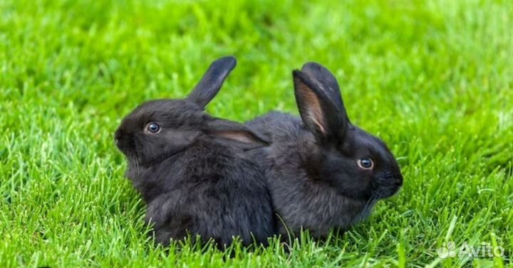 Бартер на велосипед даю 5 средних кроликов