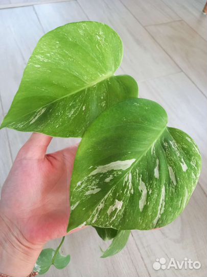 Монстера вариегатная альба, монстера адансони