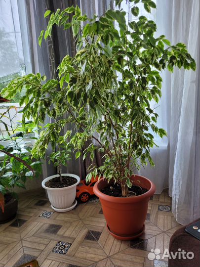 Фикус бенджамина большой