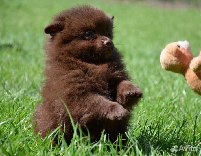 Щенок шпица