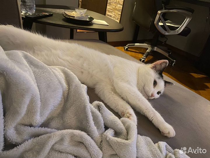 Кошки в добрые руки