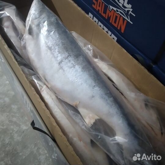 Сёмга премиум