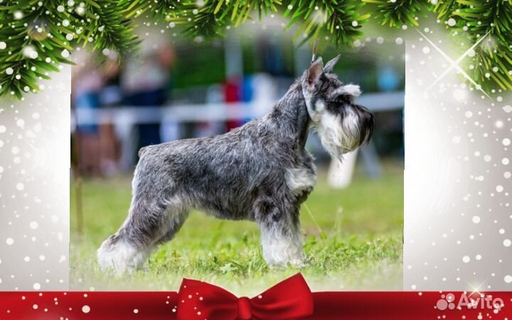 Мальчик и девочка цвергшнауцера