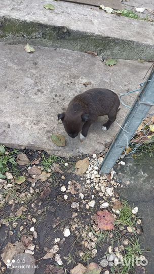 Пит буль терьер