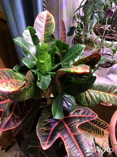 Кротон нервия взрослый