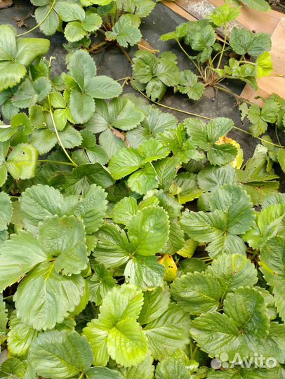 Усы клубники