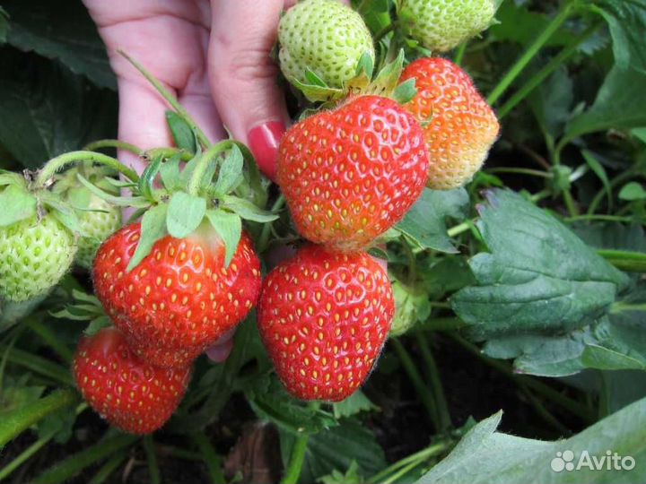 Рассада клубники сорт Фестивальная