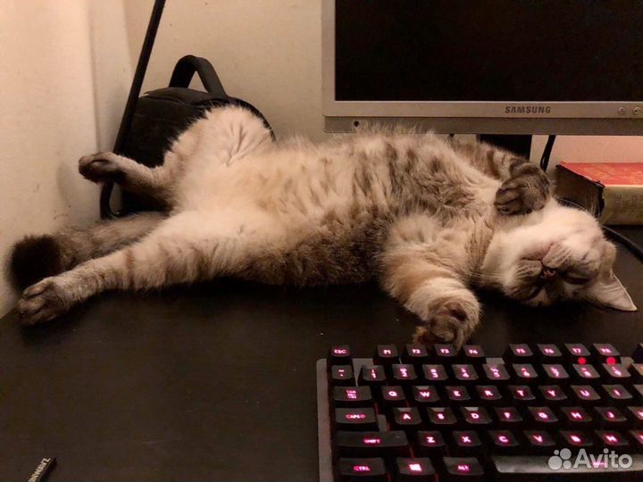 Ремонт компьютеров и ноутбуков, консультация