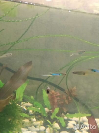 Улитки и растения аквариумные