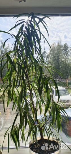 Фикус Бенджамина Али