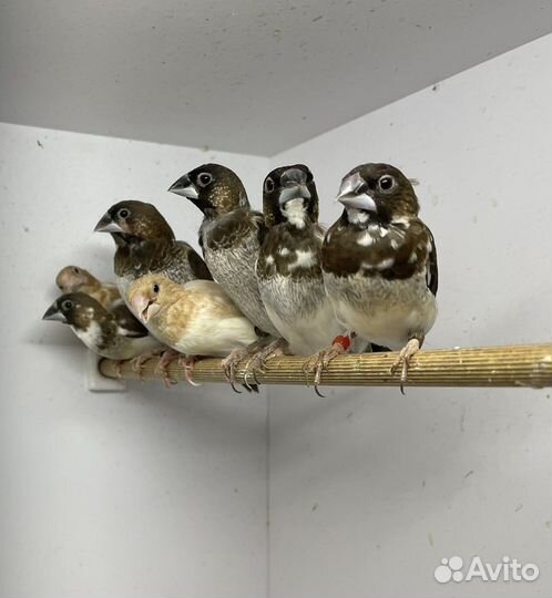 Японские амадины