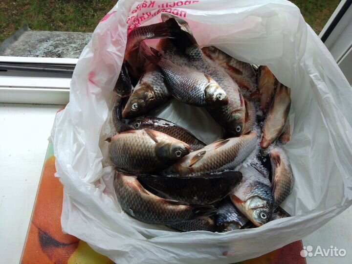 Продам карасей и сазанов