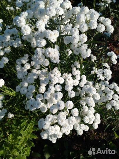 Садовая ромашка.Жемчужная ромашка.Голубая ромашка