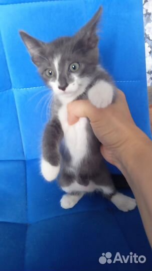 Котята ищут дом