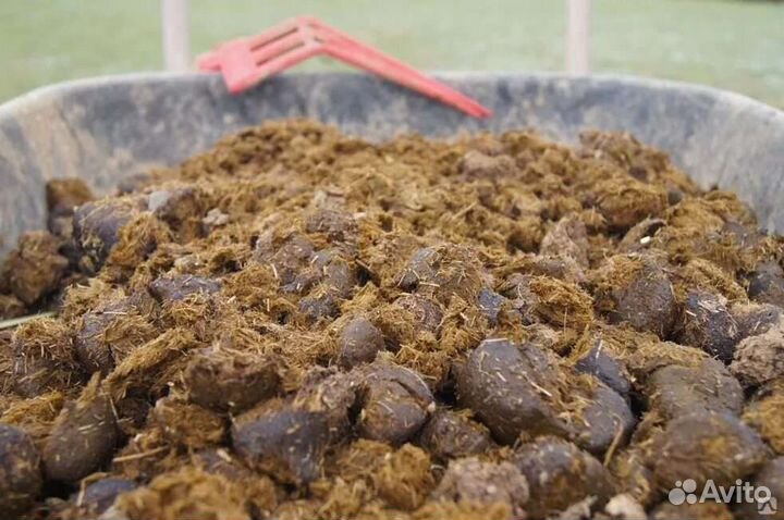 Конский навоз