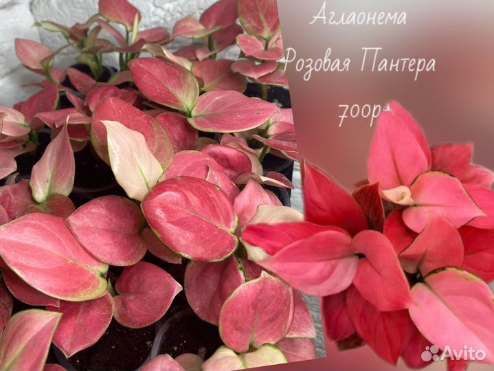 Аглаонемы сортовые