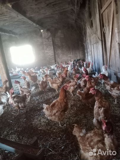 Куры несушки