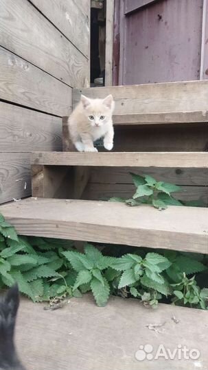 Котёнок, мальчик