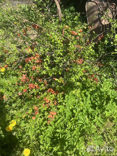 Айва японская кустарник