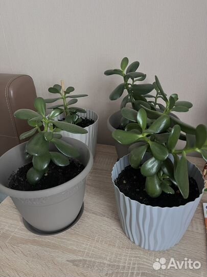 Толстянка денежное дерево