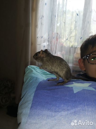 Монгольская песчанка