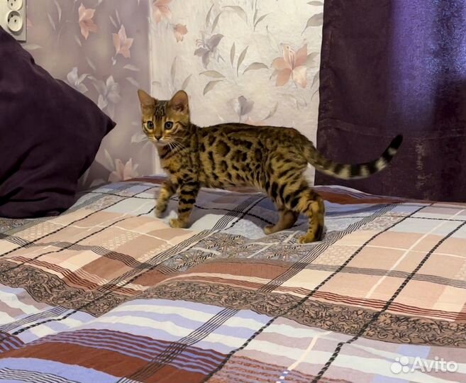 Бенгальский котенок мальчик