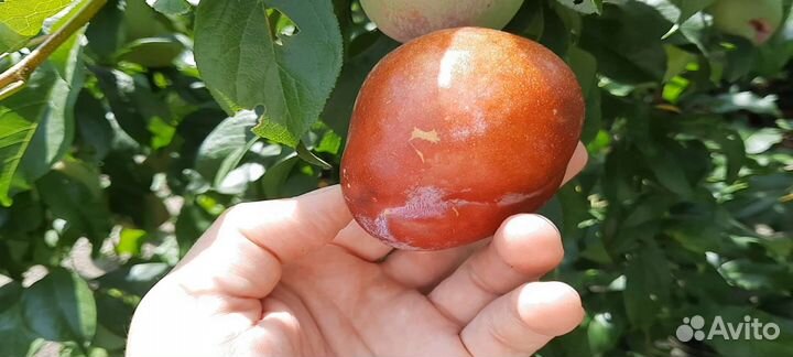 Саженцы Сливы Бербанк Гигант