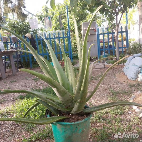 Алоэ столетник лечебный (обмен на продукты)