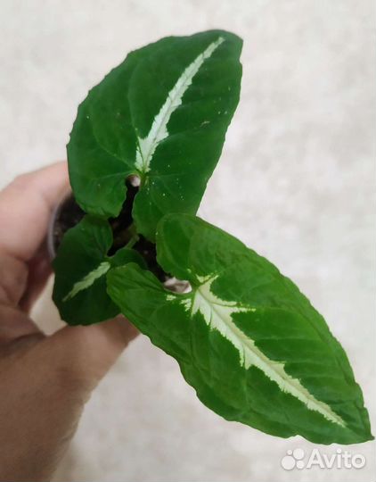 Сингониумы