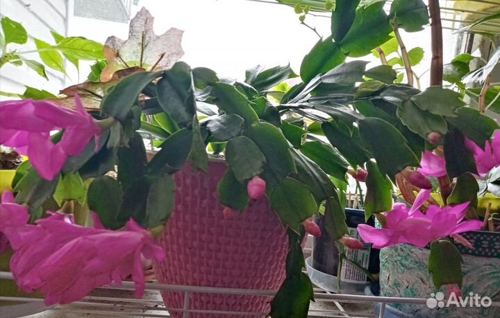 Укорененные листики декабриста шлюмбергера розовый