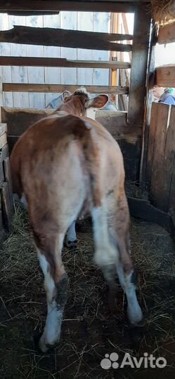 Телка 1 год