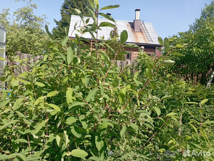 Саженцы жимолости