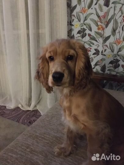 Кокер спаниель