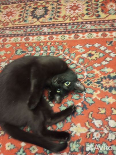 Кошка в добрые руки