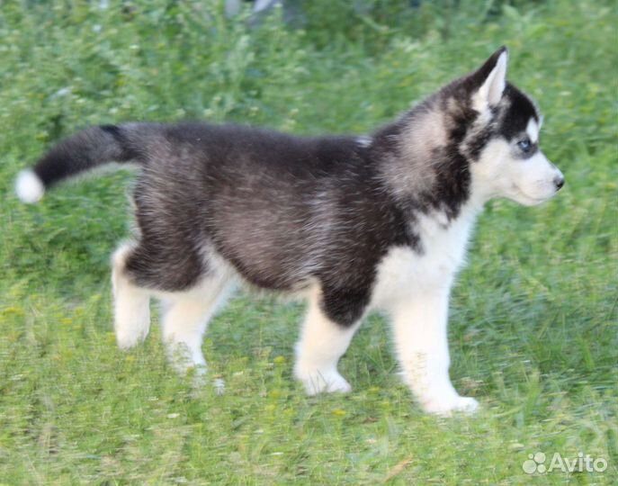 Щенки сибирской хаски