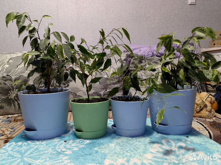 Фикус бенджамина